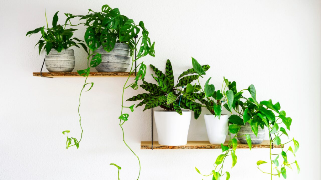 観葉植物の葉は“牛乳で拭く”とツヤツヤに