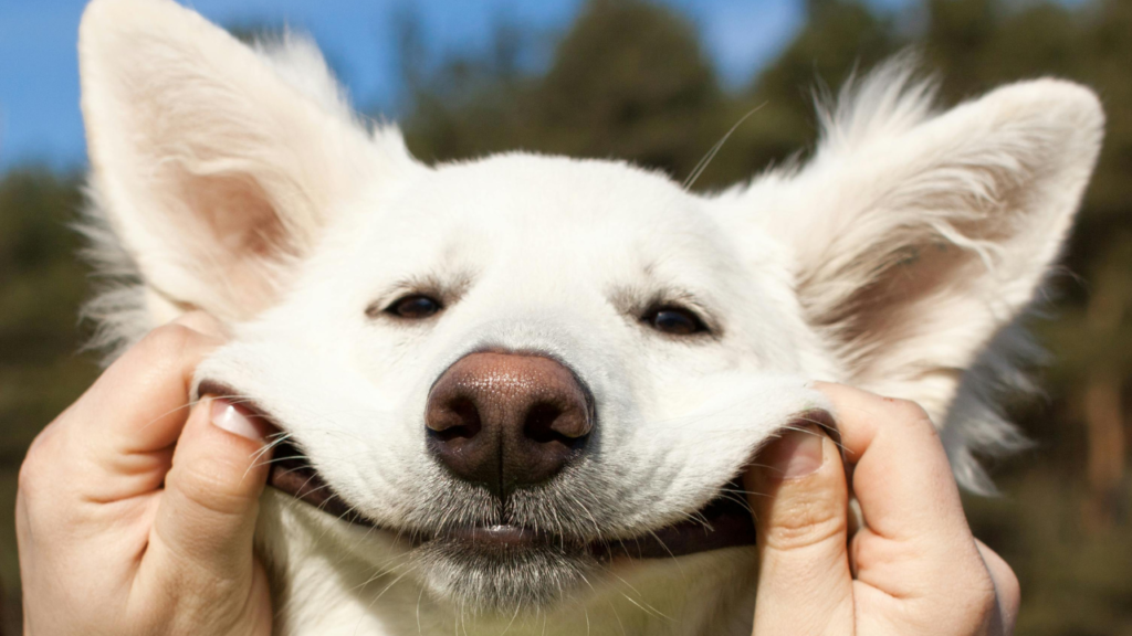 中級者向け｜噛みやすいけど楽しいフレーズ