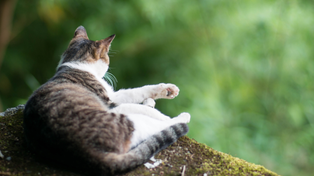 お金をかけずに心を豊かにする工夫