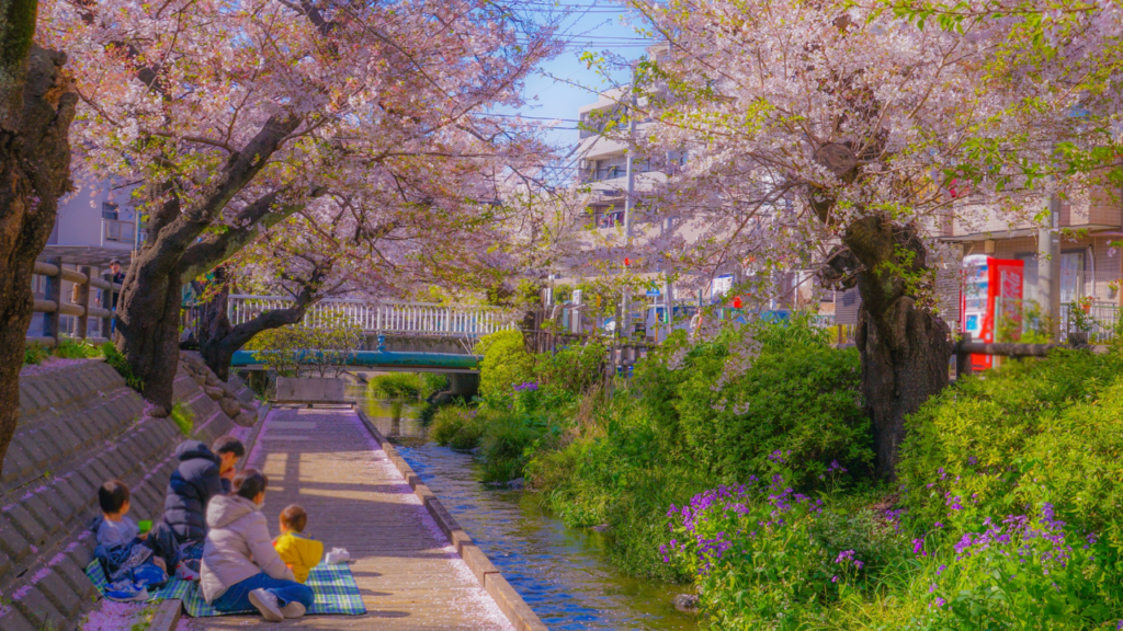 現代の花見文化と桜ブーム