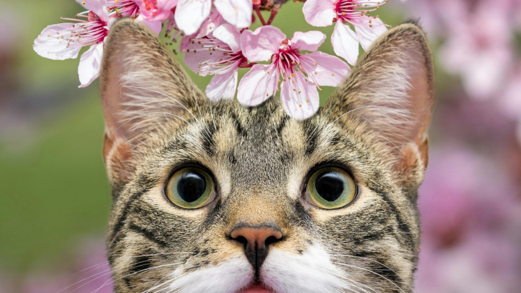 🌸桜と日本人の精神文化