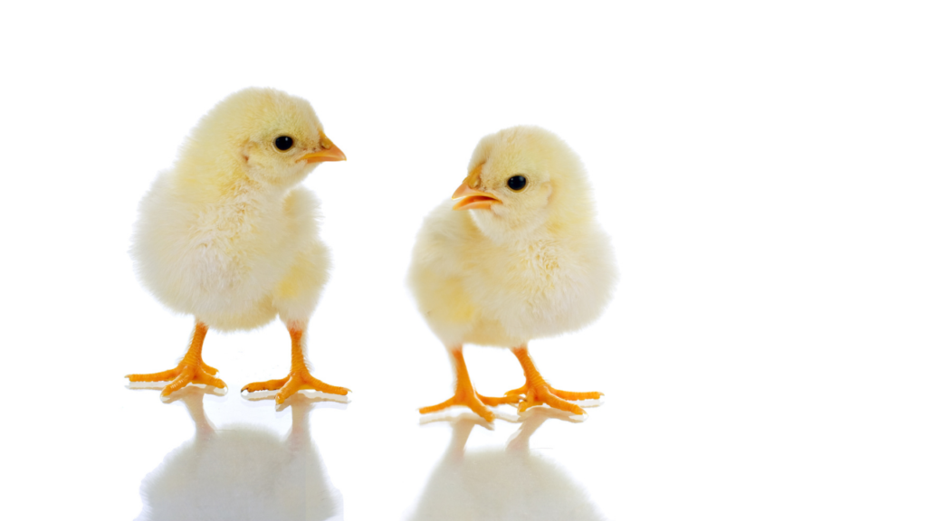 まとめ|人見知りは“練習”で必ず克服できる