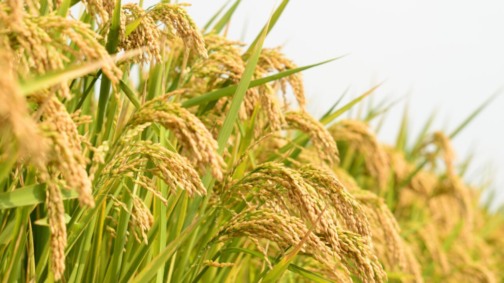 【お米好き必見】美味しい日本のブランド米ランキング｜精白米選びの決定版！