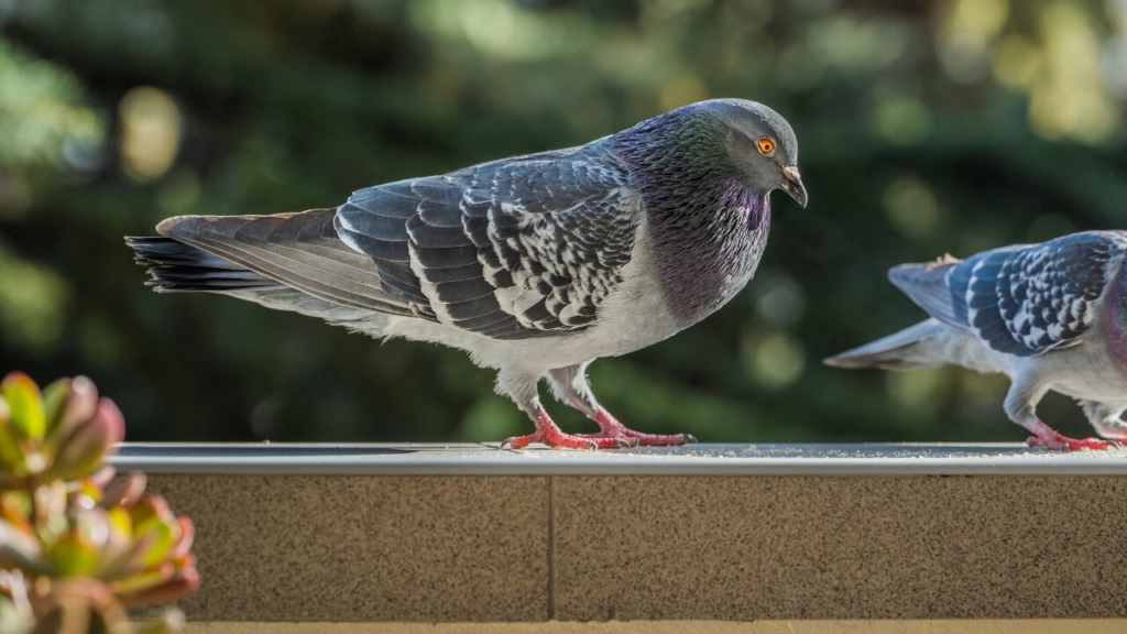 【決定版】ベランダにハトが来ない方法｜効果的な撃退法まとめ＆予防策も紹介！