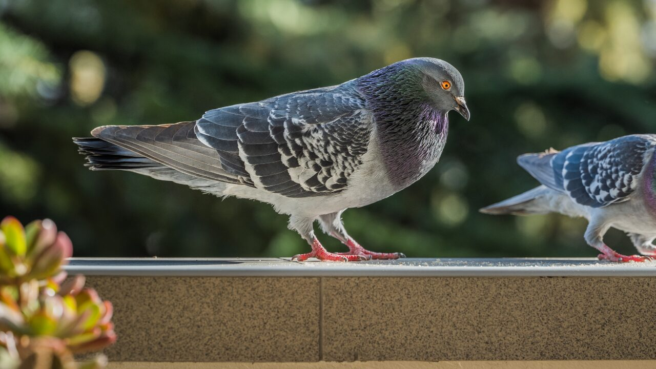 【決定版】ベランダにハトが来ない方法｜効果的な撃退法まとめ＆予防策も紹介！