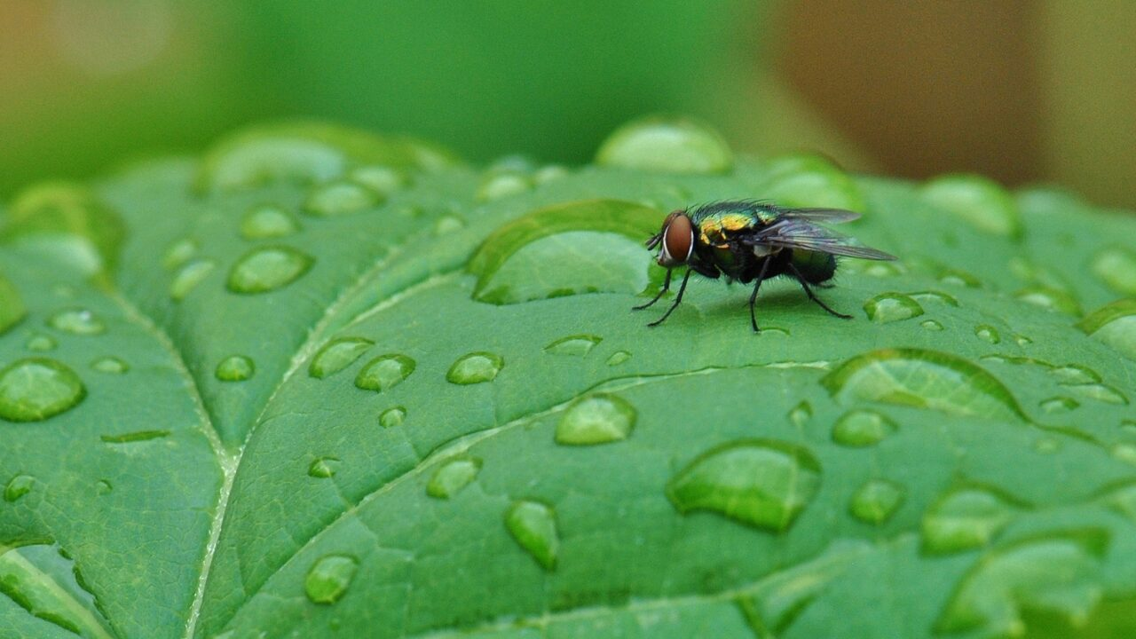 雨の日に虫が増える理由とは？家への侵入を防ぐ6つの対策法を解説！