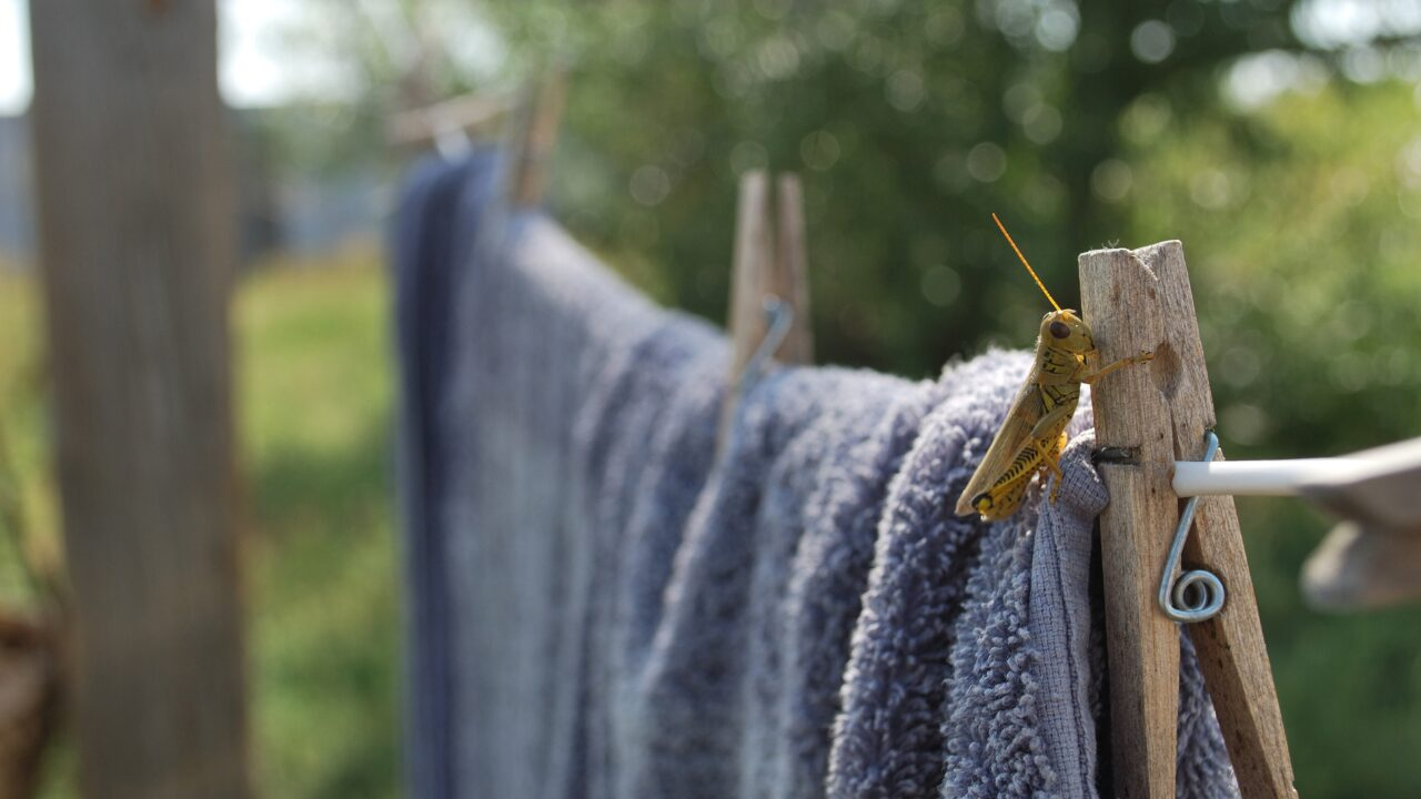 洗濯物に虫がつく原因とは？ベランダでできる簡単な虫よけ対策10選！