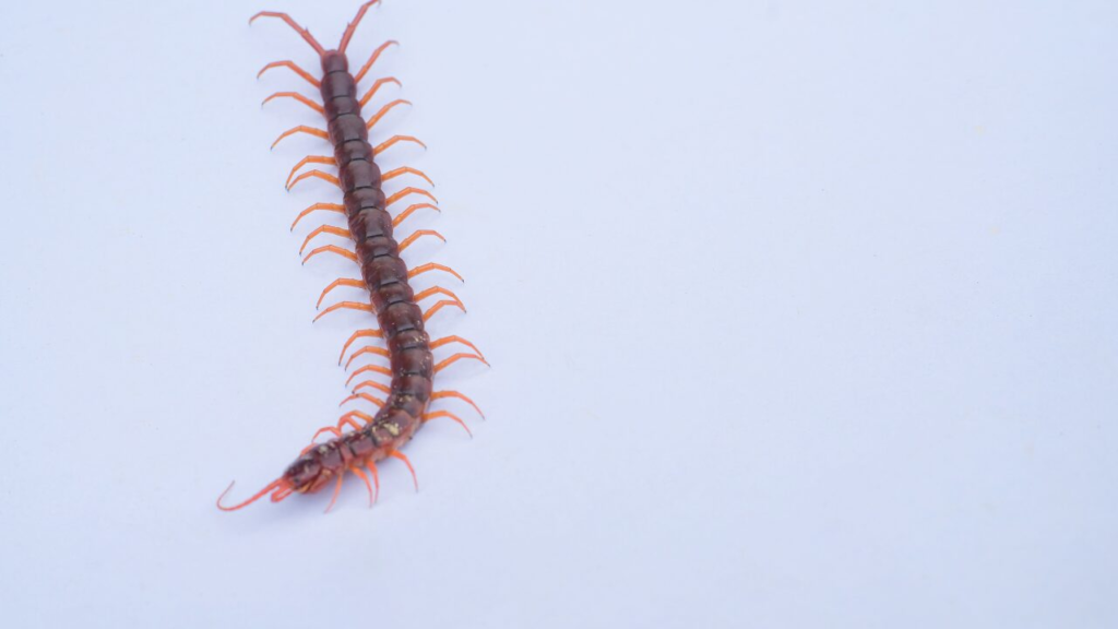 ムカデが家に出る原因は？侵入経路と今すぐできる簡単な防止策を徹底解説！