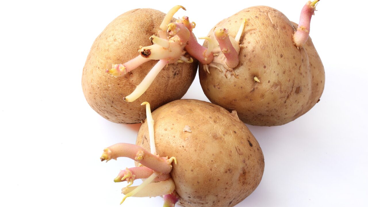 じゃがいもの芽は毒?知らないと危険!安全な処理方法と食べる際の注意点