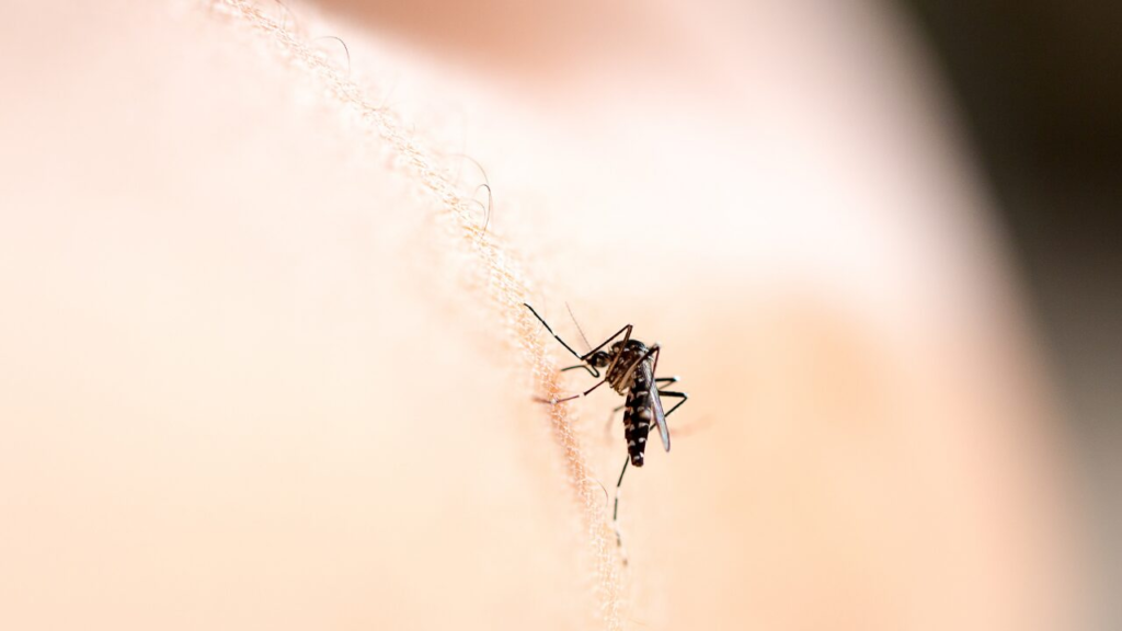 蚊に刺されやすい人の特徴とは？血液型・体温・体質の関係と対策法を徹底解説！