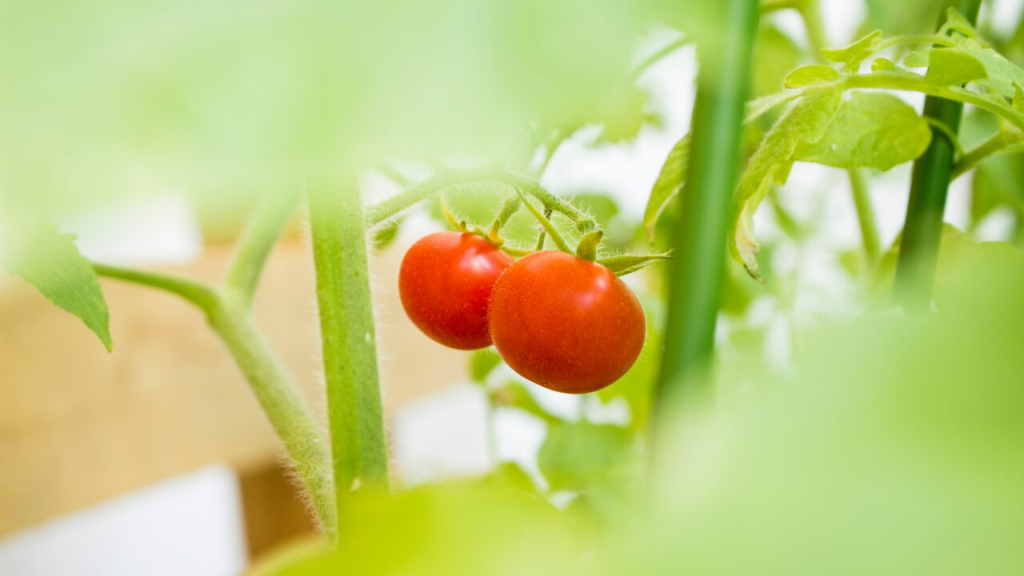 【節約にも◎】家庭菜園は本当にお得？初心者でも簡単に育てられる野菜ベスト5を紹介！