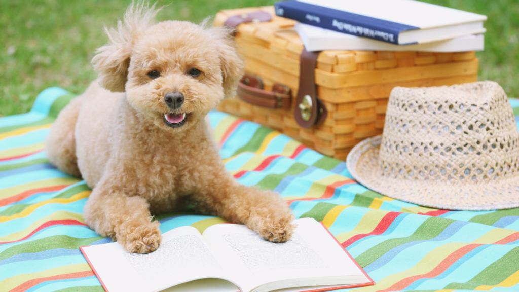 ジャンル別｜涼しさを感じる本おすすめ10選【比較＆レビュー付き】