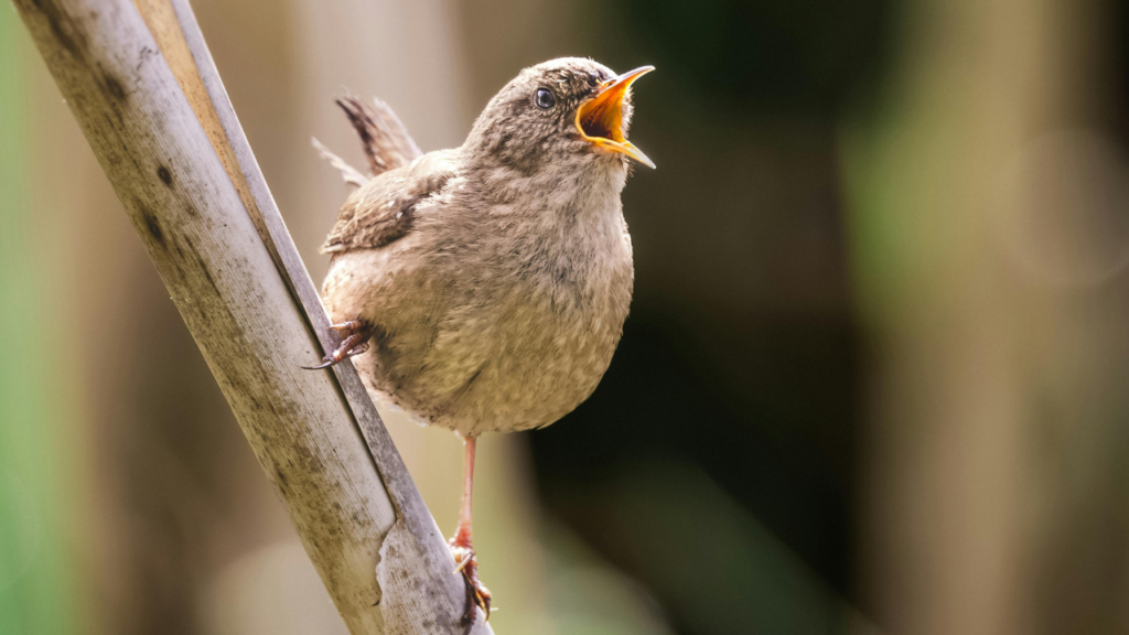放っておいて大丈夫？小鳥が家に入った時の対処法