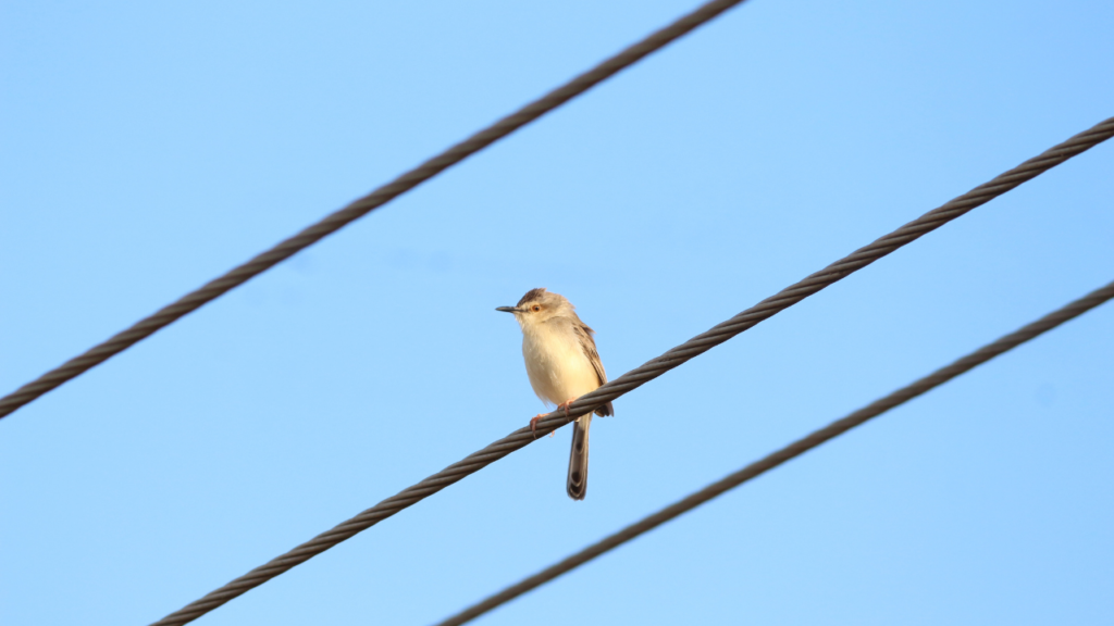 自然行動から読み解く“小鳥の心理”