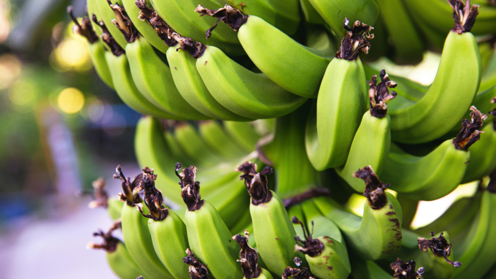 青いまま買ったバナナを上手に追熟させるコツ