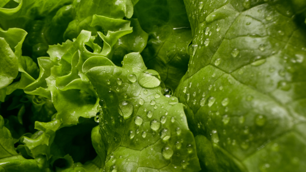 復活だけじゃない！レタスをしゃきっと保つ裏ワザも紹介