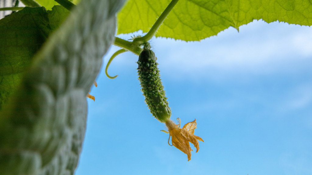 まとめ｜キュウリの鮮度と美味しさは“温度管理”がカギ！