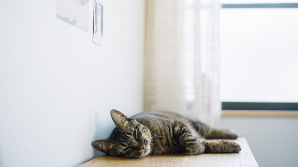 まとめ｜“やる気ゼロの日”こそ、自分を大事にする日