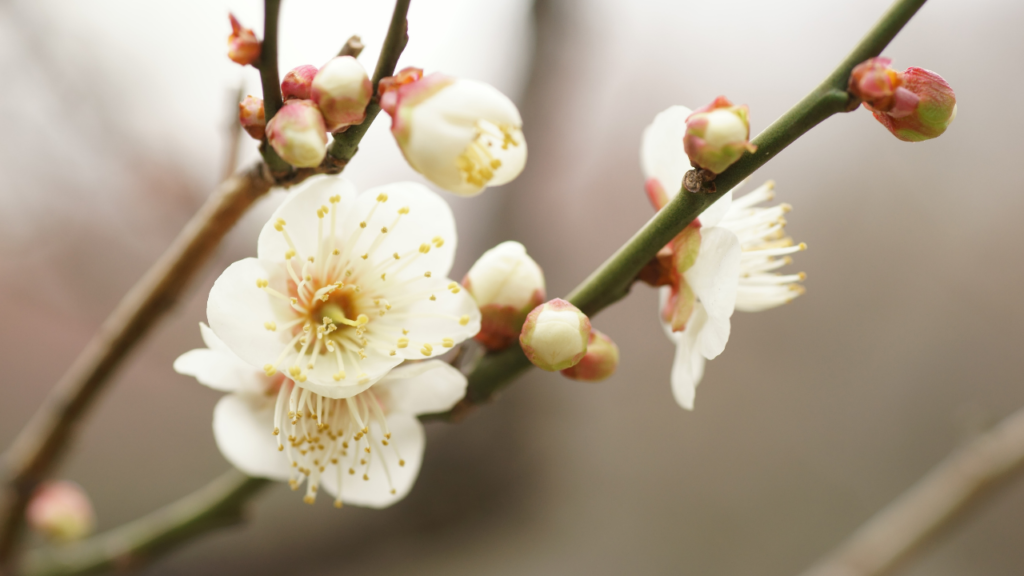 まとめ｜梅干しの種は“噛まず・ほどほどに”が基本