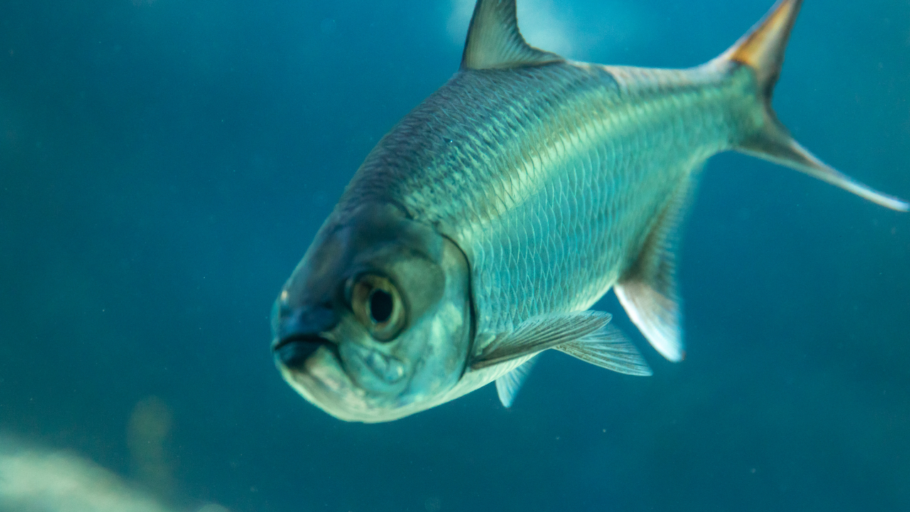 魚はなぜ鳴くの？音を出す仕組みとその意外な目的とは｜水中の“声”の正体に迫る！