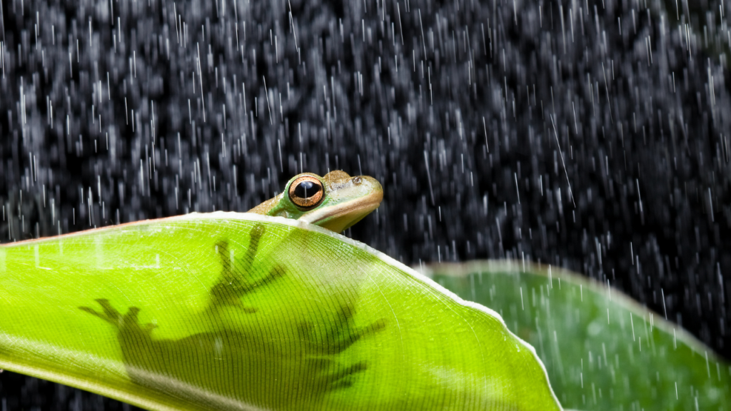 なぜカエルは雨の日に鳴く？｜活発になる生態の裏側を解説