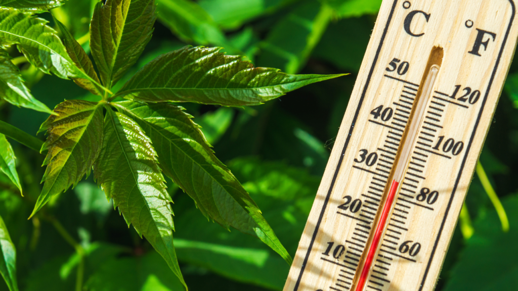 なぜ涼しく感じるの？打ち水の「科学的な根拠」