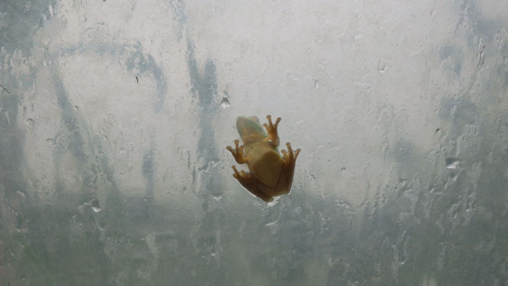 雨の日のカエルは何をしている？