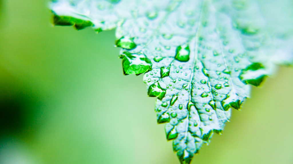 雨上がりに葉っぱがキラキラ見えるのはなぜ?錯覚の正体と自然の仕組みを解説!
