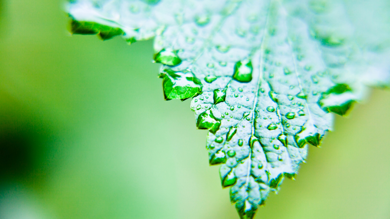 雨上がりに葉っぱがキラキラ見えるのはなぜ？錯覚の正体と自然の仕組みを解説！