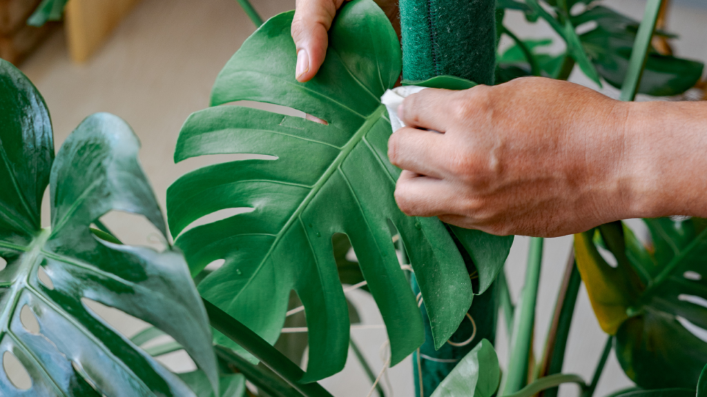 葉を傷めずにホコリを落とす掃除方法｜道具＆手順を紹介