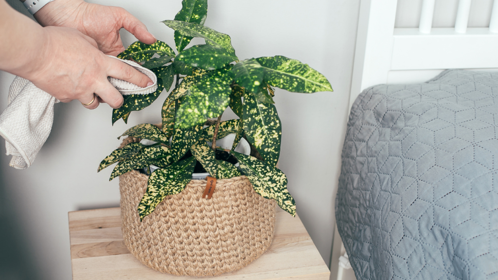 まとめ｜ホコリ掃除は“植物の健康”を守るケア