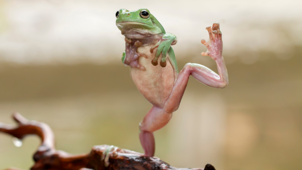 まとめ｜カエルは「雨」とともに生きる生き物