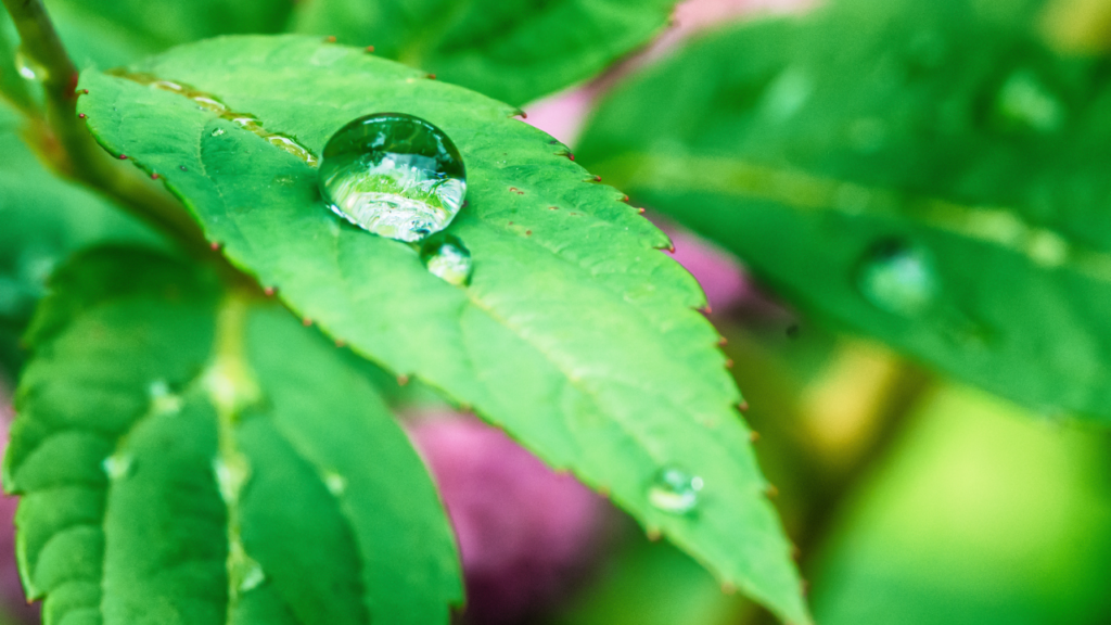 まとめ｜キラキラの正体は“光と水と錯覚”のコラボレーション