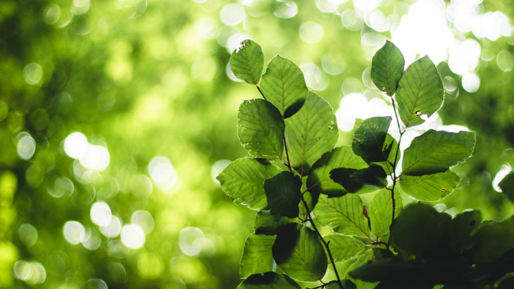 人と自然の共存に向けて｜木の役割を見直そう