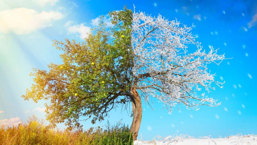 木の種類によって違う？酸素放出量に差が出る理由