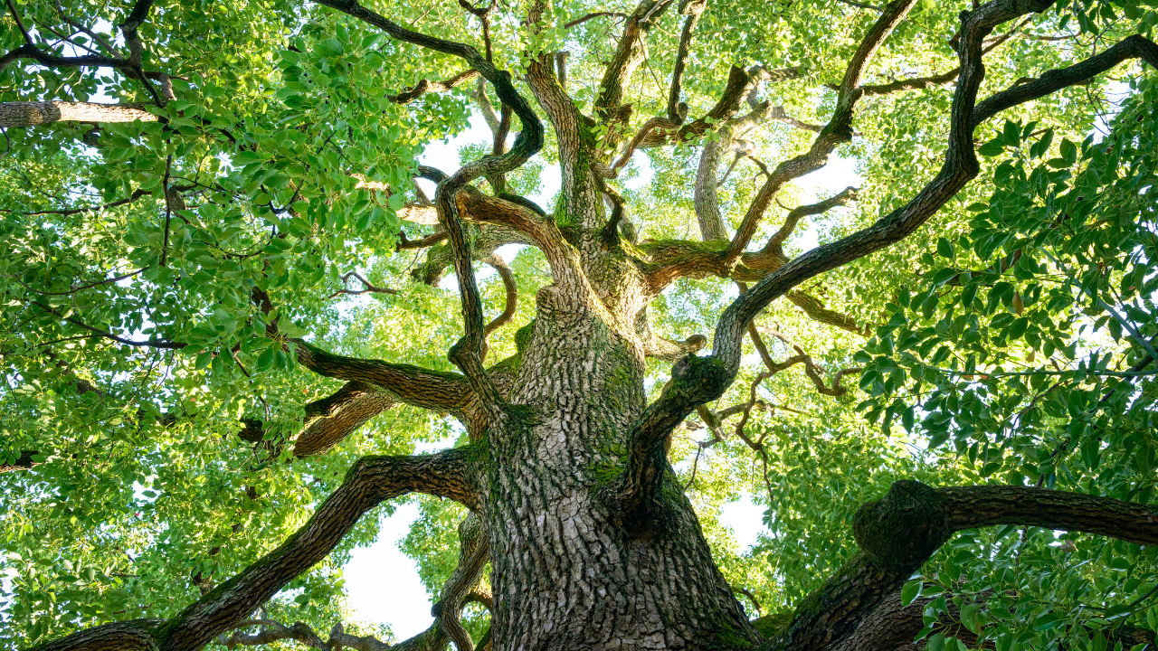 木が酸素を多く放出するのはいつ？光合成が活発になる季節と条件を解説