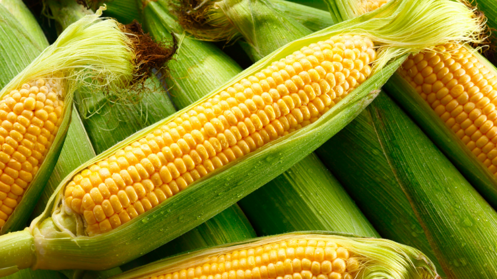 ✅【保存期間の早見表】とうもろこしの美味しさをキープするコツ