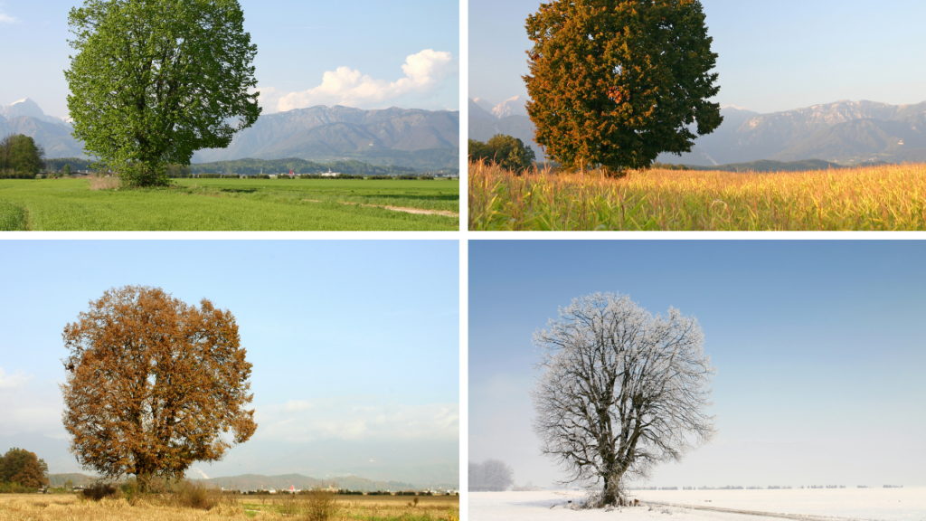 酸素の放出量が多くなるのはいつ？季節と気温がカギ