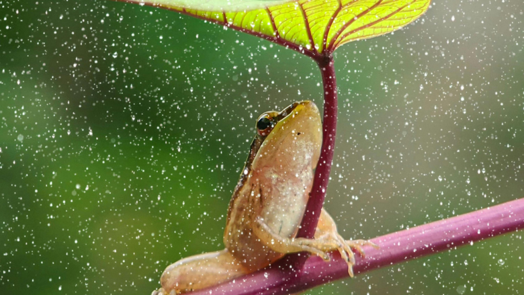 雨の日にしか見られない！カエルの行動観察ポイント