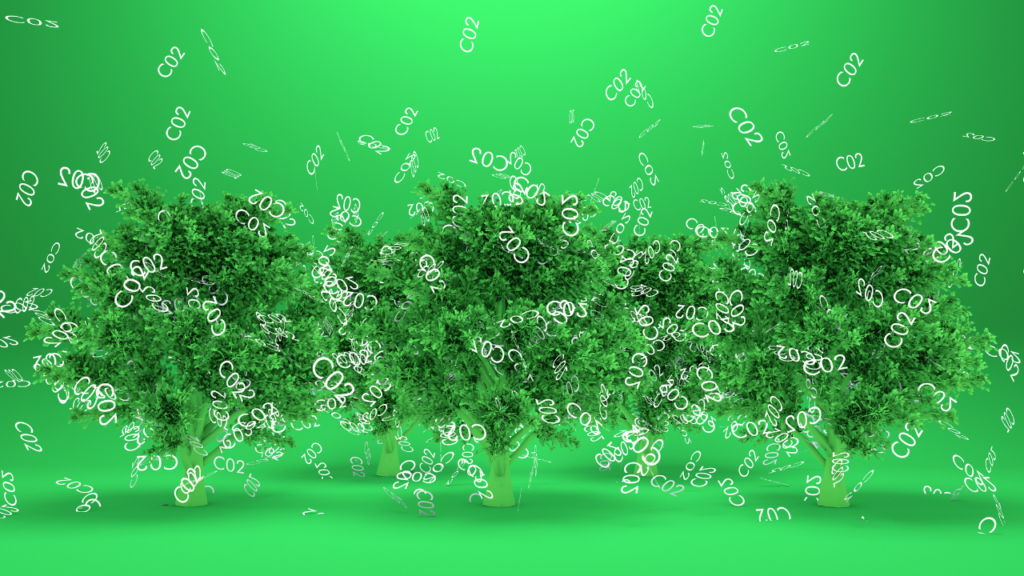 コラム｜知っておきたい「木と酸素」の豆知識