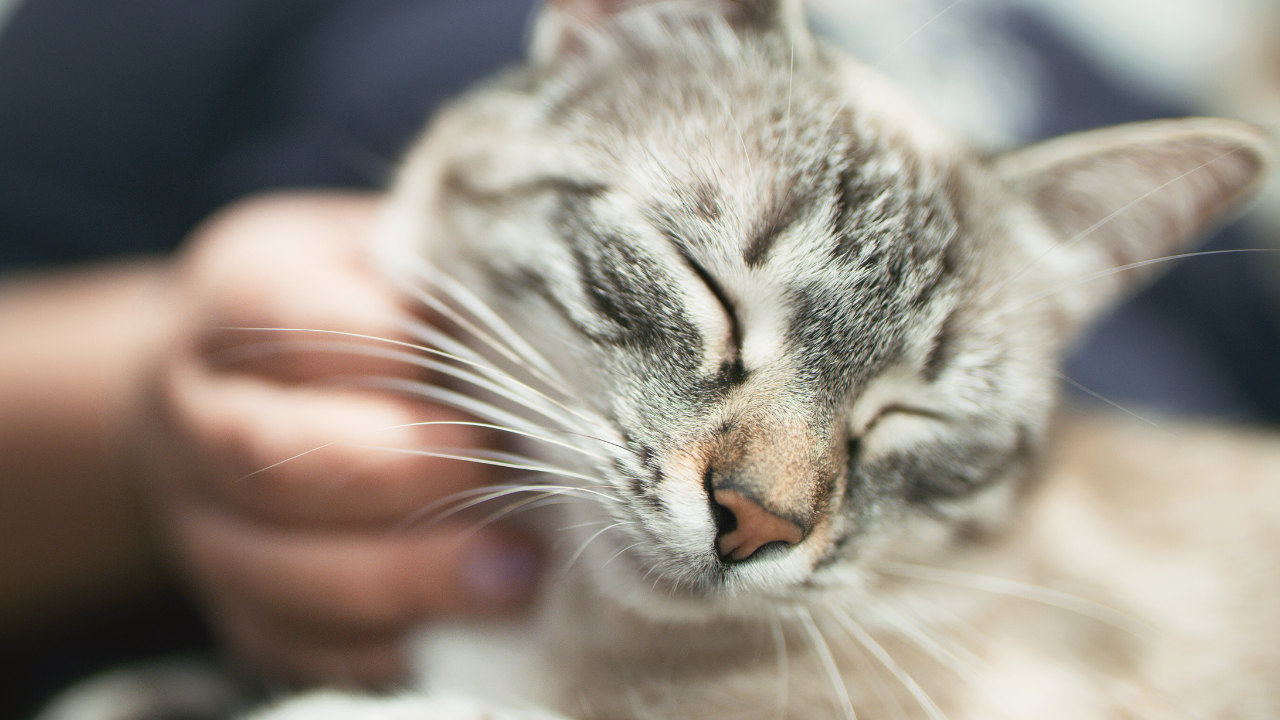 猫がゴロゴロ鳴く理由とは？癒しだけじゃない驚きの効果と猫の本音を解説！