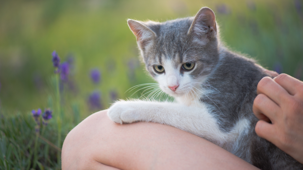 ゴロゴロ音の「癒し効果」は人間にも影響する？