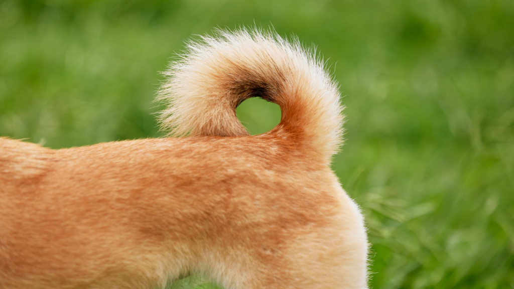 実は多様！しっぽの動きは感情のサイン