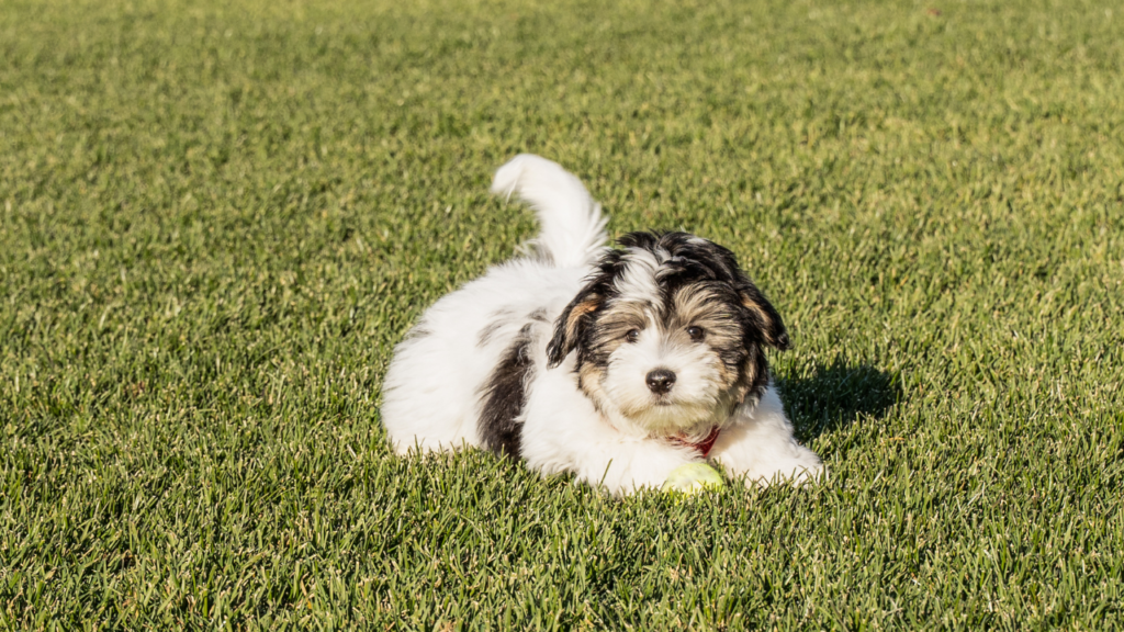 まとめ｜犬のしっぽは「心の窓」！正しく読み取ればもっと仲良くなれる