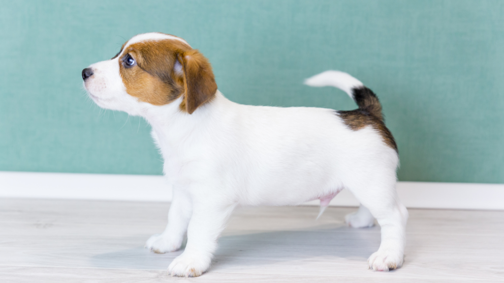 犬がしっぽを振る意味とは？喜び・不安・警戒など感情別に徹底解説！