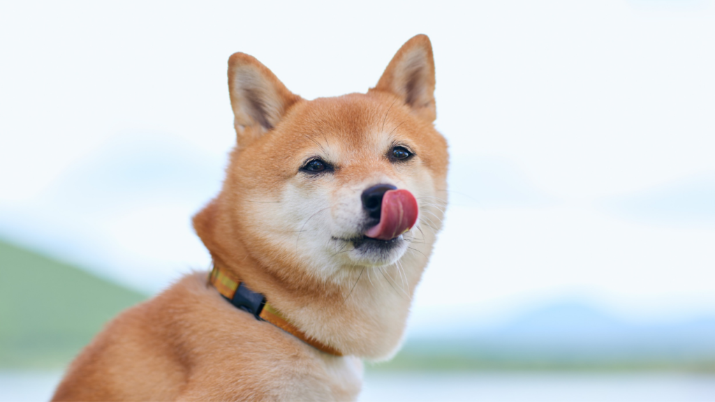 しっぽの動きからわかる犬との信頼関係