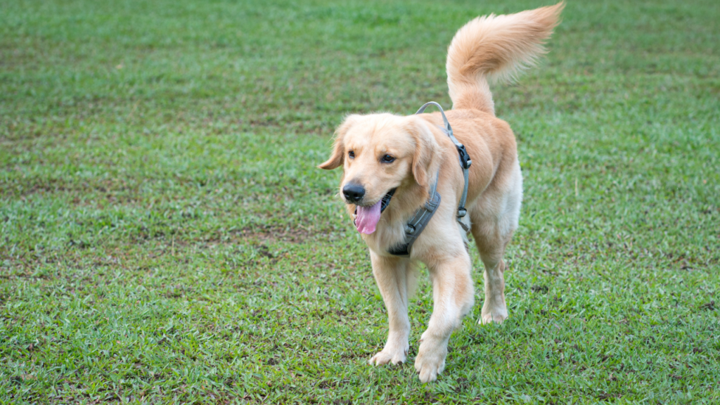 しっぽの振り方別！犬の感情を読み取るサイン集