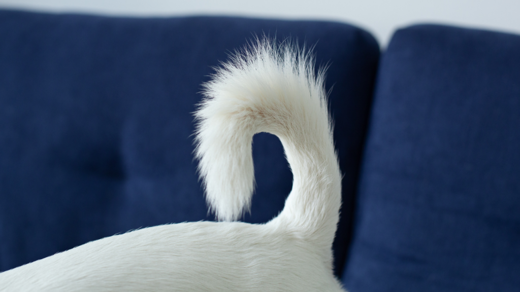 犬種やしっぽの形によっても違いがある？