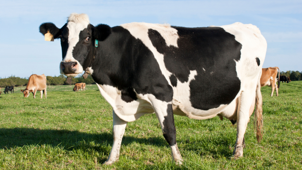 知ればもっと面白い！キリンと牛の驚きの共通点5つ