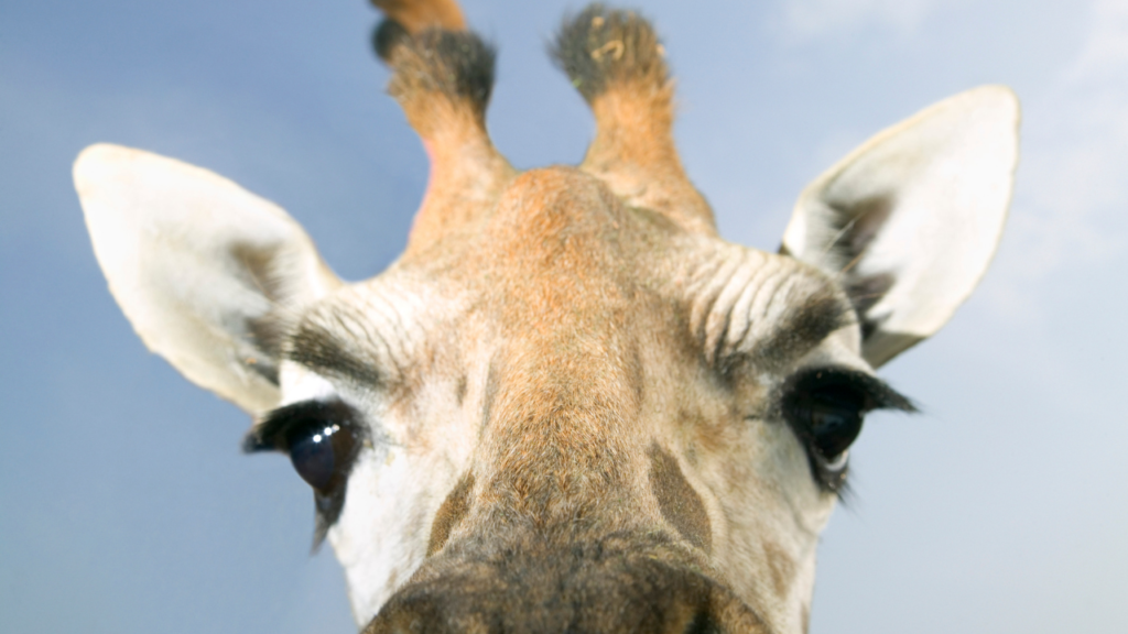 キリンと牛は親戚！？意外な共通点と“鳴き声の謎”に迫る動物学トリビア